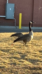 Branta canadensis