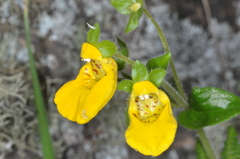 Calceolaria parviflora