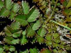 Acaena microphylla microphylla