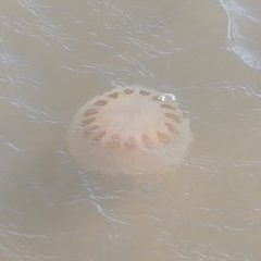Chrysaora lactea