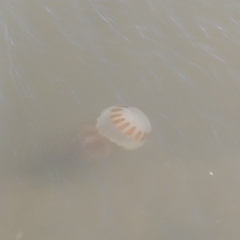Chrysaora lactea