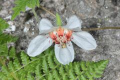Caiophora cernua