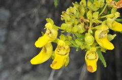 Calceolaria teucrioides