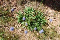 Globularia