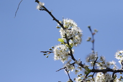 Prunus angustifolia