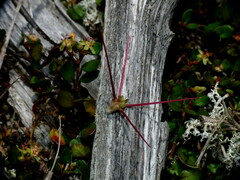 Acaena microphylla microphylla