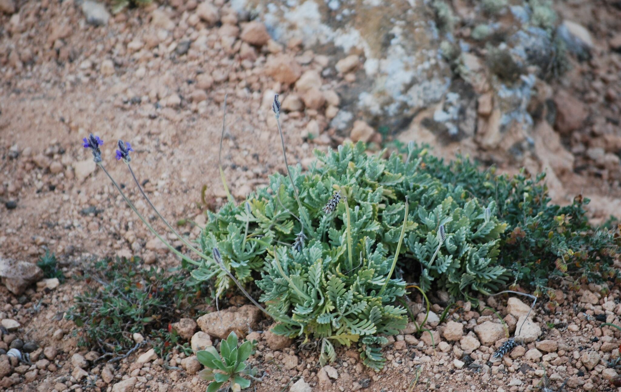 Lavandula pinnata
