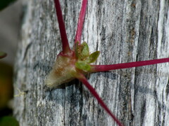 Acaena microphylla microphylla