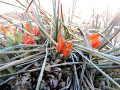 Castilleja tolucensis