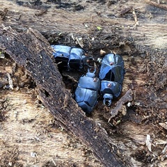 Hololepta