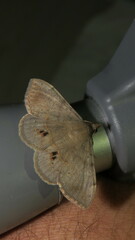 Anticarsia gemmatalis