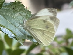 Pieris rapae crucivora