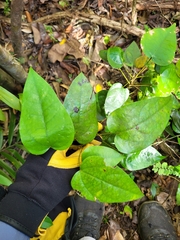 Hyperbaena domingensis