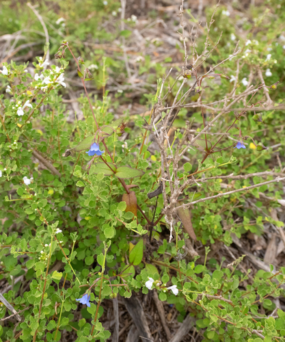 Trichodesma laxiflorum image