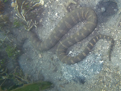 Acrochordus granulatus