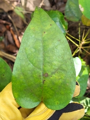 Hyperbaena domingensis