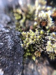 Racomitrium elongatum