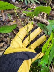 Hyperbaena domingensis