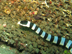 Laticauda colubrina