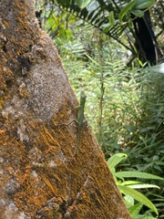 Anolis evermanni