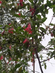 Fuchsia boliviana