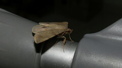 Anticarsia gemmatalis