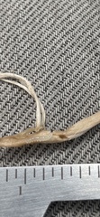 Sciaroidea