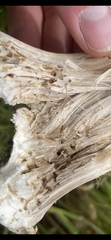Sciaroidea