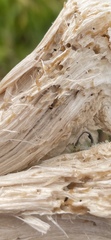 Sciaroidea