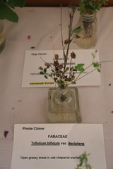 Trifolium bifidum decipiens