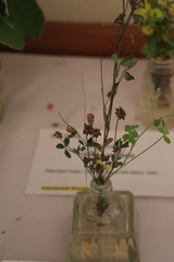 Trifolium bifidum decipiens