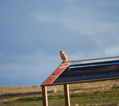 Falco tinnunculus dacotiae