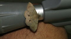 Anticarsia gemmatalis