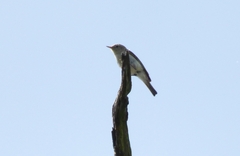 Phylloscopus bonelli