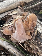 Auricularia cornea
