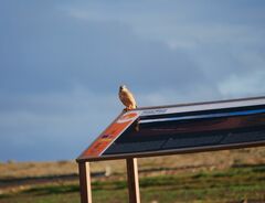 Falco tinnunculus dacotiae