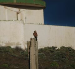 Falco tinnunculus dacotiae