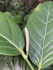 Piper glabrescens