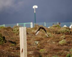 Falco tinnunculus dacotiae