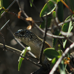 Liolaemus nitidus