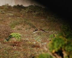 Falco tinnunculus dacotiae