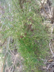 Galium porrigens