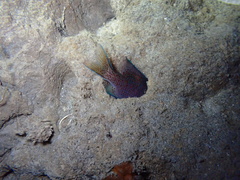 Chromis punctipinnis