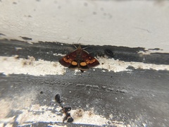 Pyrausta californicalis