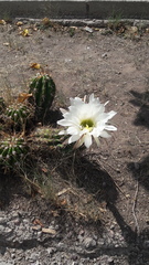 Trichocereus candicans