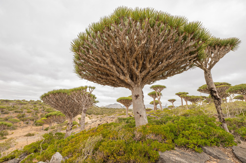 Dracaena cinnabari, photograph 4