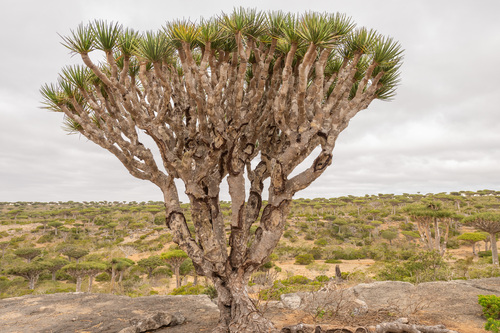 Dracaena cinnabari, photograph 3