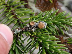 Hypogymnia lophyrea