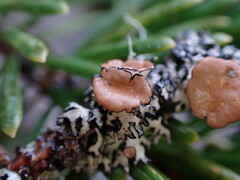 Hypogymnia lophyrea