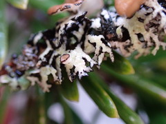 Hypogymnia lophyrea